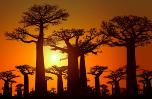 paesaggio del Madagascar al tramonto in cui si sono grandi baobab
